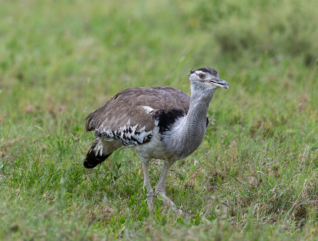 20240401-Serengetti-Z9-2631-NEF-DxO_DeepPRIME XD2.