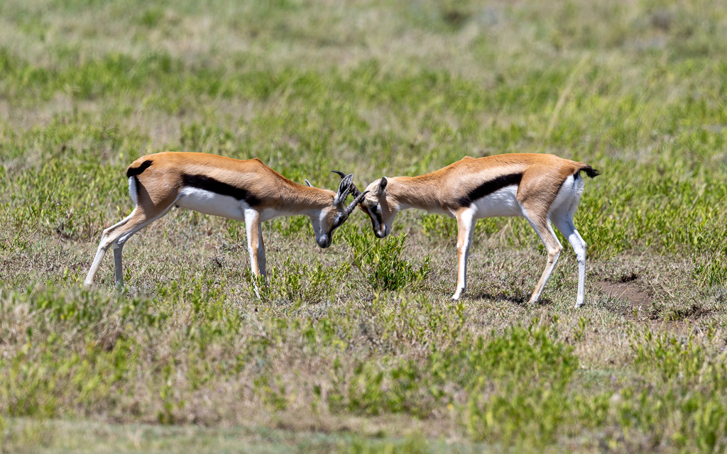 20240401-Serengetti-Z9-2650-NEF-DxO_DeepPRIME XD2.