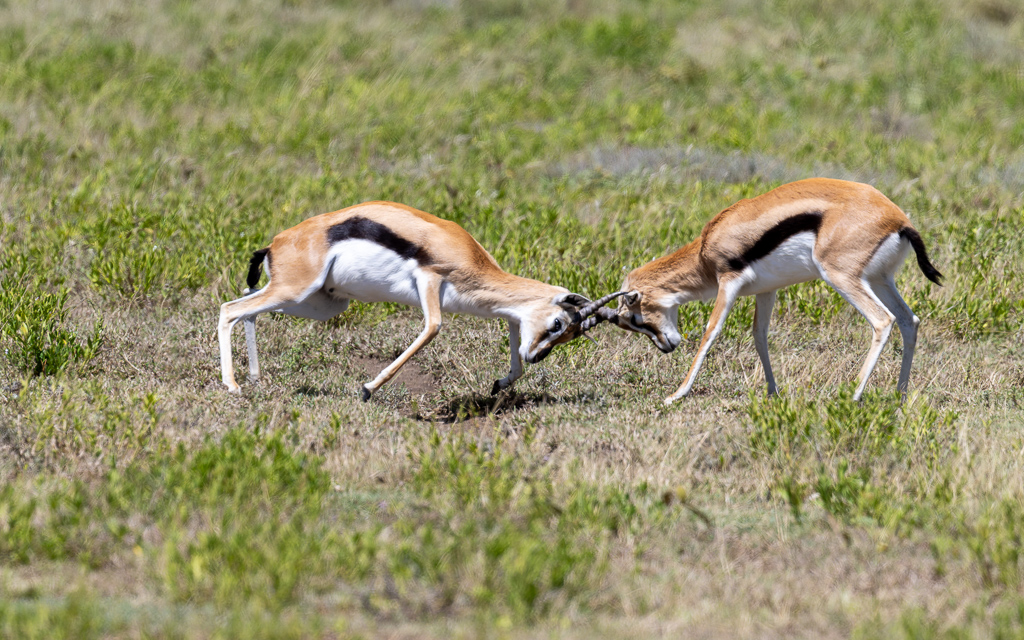 20240401-Serengetti-Z9-2662-NEF-DxO_DeepPRIME XD2.