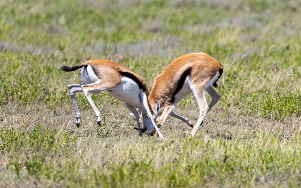 20240401-Serengetti-Z9-2665-NEF-DxO_DeepPRIME XD2.