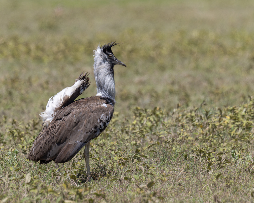 20240401-Serengetti-Z9-2724-NEF-DxO_DeepPRIME XD2.