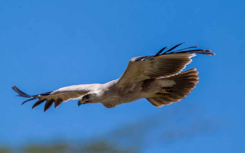 20240401-Serengetti-Z9-2829-NEF-DxO_DeepPRIME XD2.