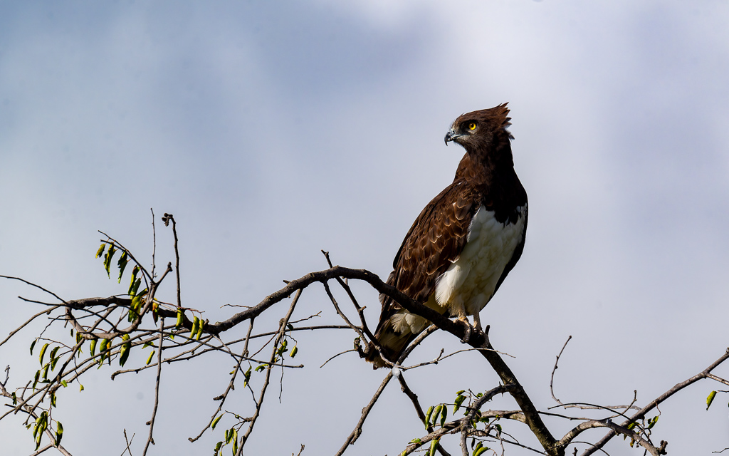 20240401-Serengetti-Z9-3126-NEF-DxO_DeepPRIME XD2.