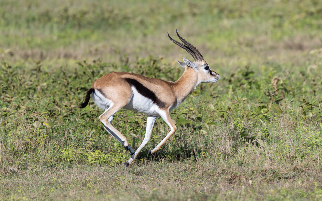 20240401-Serengetti-Z9-3345-NEF-DxO_DeepPRIME XD2.