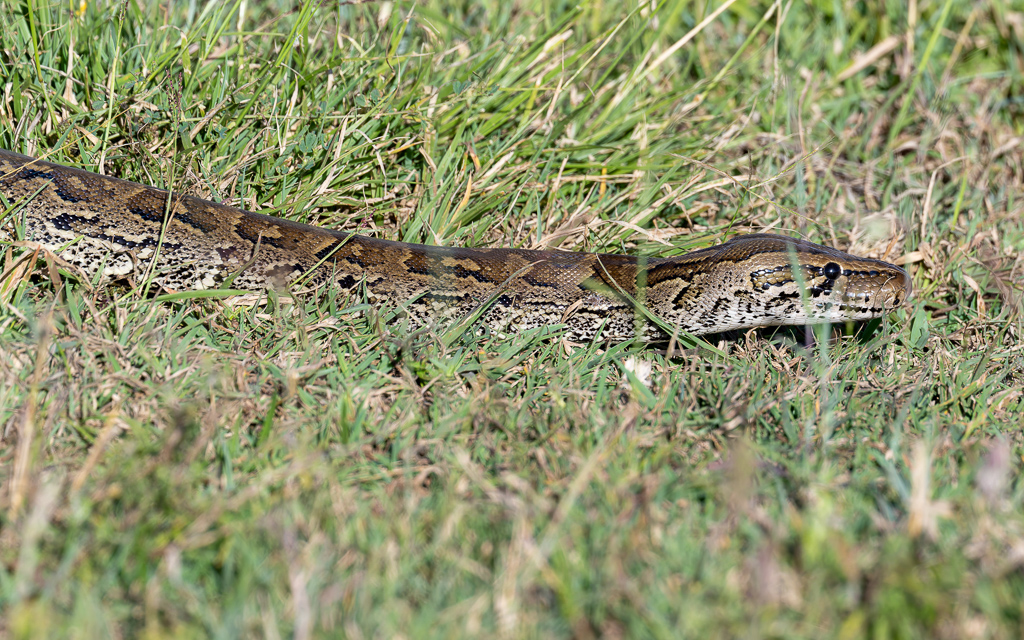 20240401-Serengetti-Z9-3679-NEF-DxO_DeepPRIME XD2.