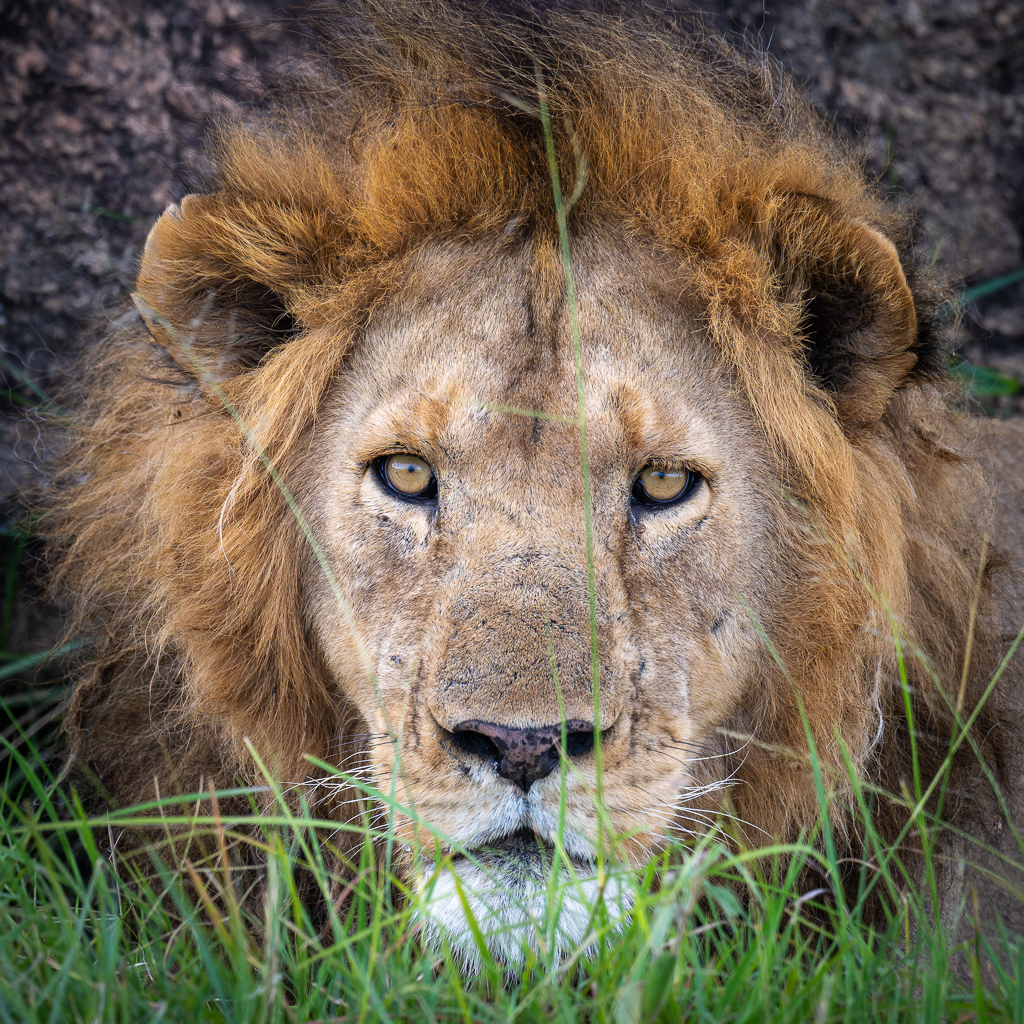 20240401-Serengetti-Z9-3780-NEF-DxO_DeepPRIME XD2.