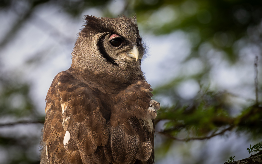 20240401-Serengetti-Z9-3865-NEF-DxO_DeepPRIME XD2.