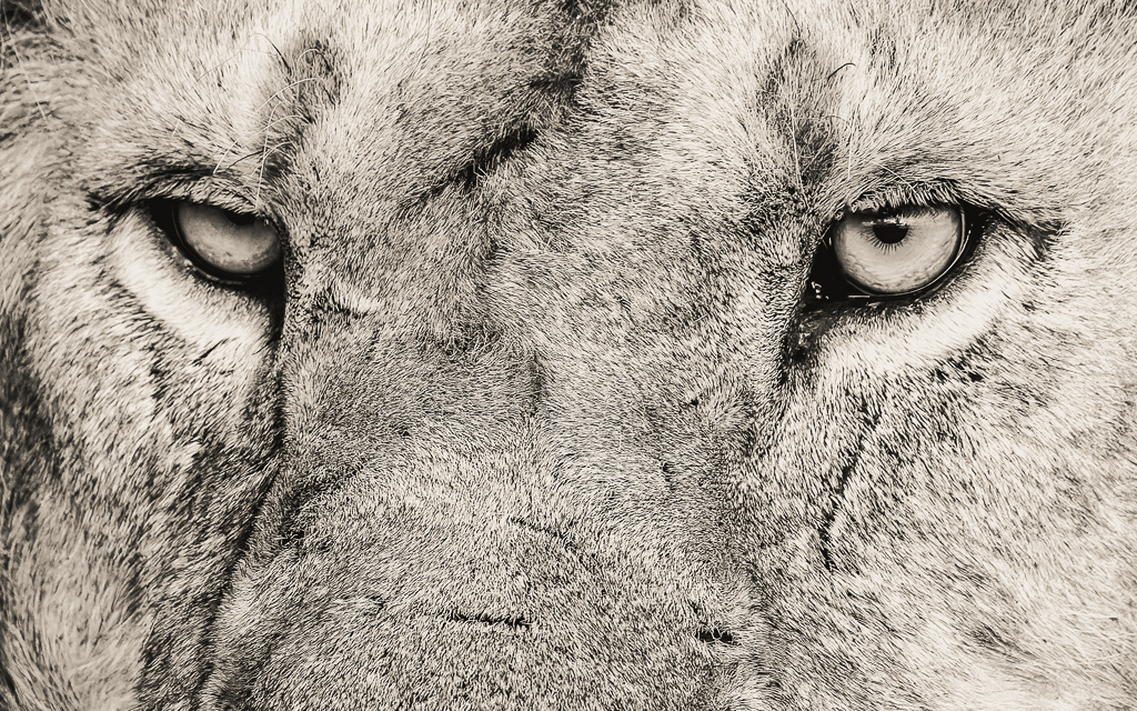 20240401-Serengetti-Z9-3954-NEF-DxO_DeepPRIME XD2-2.