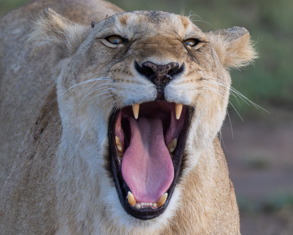 20240401 Serengetti Z9 3981 NEF DxO XD2.