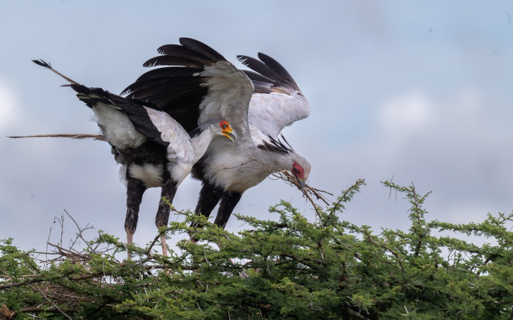 20240401 Serengetti Z9 7889 NEF DxO_DeepPRIMEXD2.