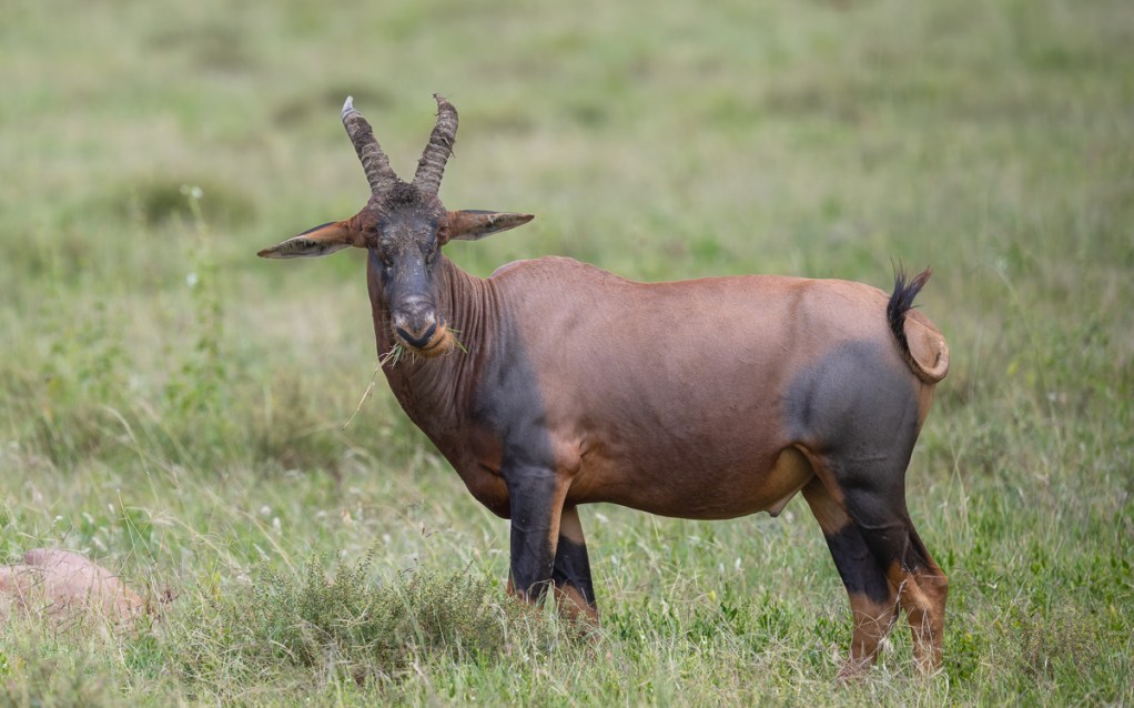 20240401 Serengetti Z9 8061 NEF DxO_DeepPRIMEXD2.