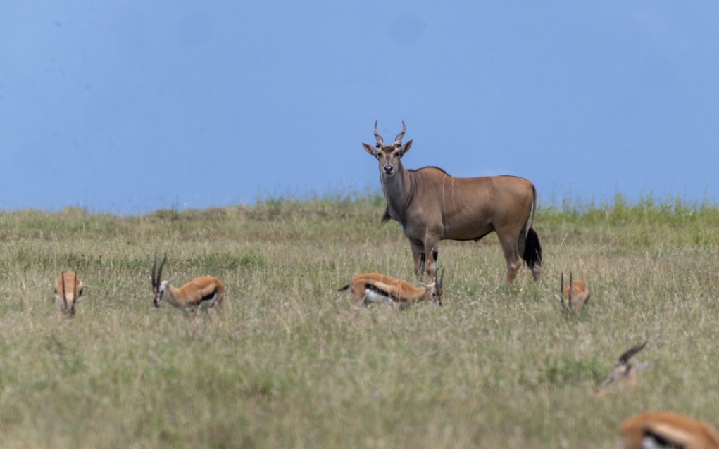 20240401 Serengetti Z9 8265 NEF DxO_DeepPRIMEXD2.