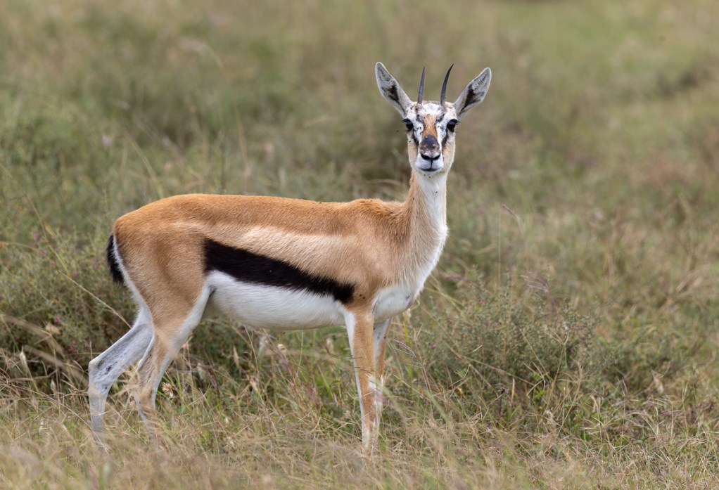 20240401 Serengetti Z9 8293 NEF DxO_DeepPRIMEXD2.