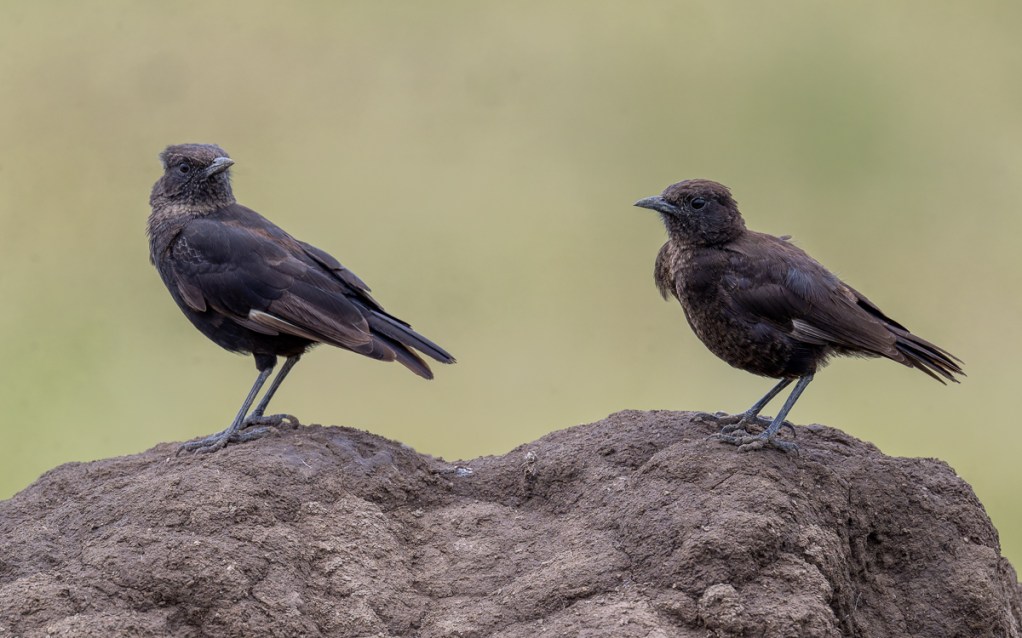 20240401 Serengetti Z9 8413 NEF DxO_DeepPRIMEXD2.