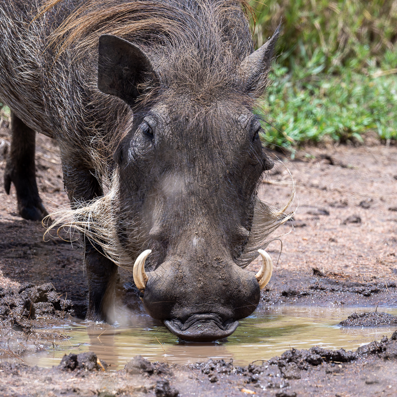 20240401 Serengetti Z9 8524 NEF DxO_DeepPRIMEXD2.