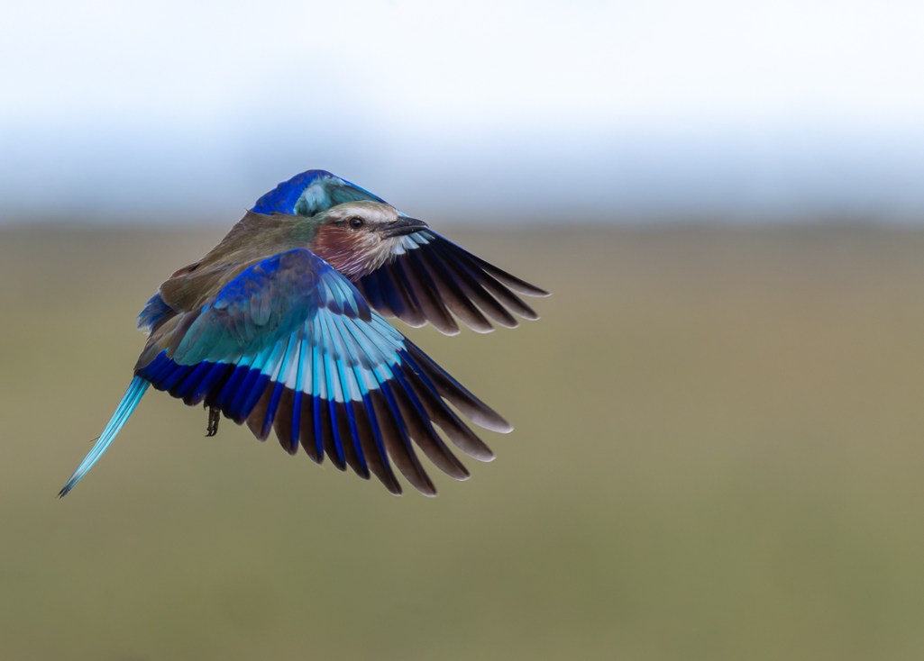 20240401 Serengetti Z9 8658 NEF DxO_DeepPRIMEXD2.