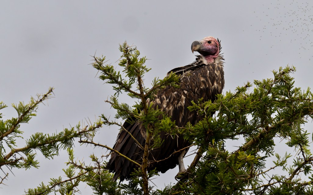 20240401 Serengetti Z9 8776 NEF DxO_DeepPRIMEXD2.