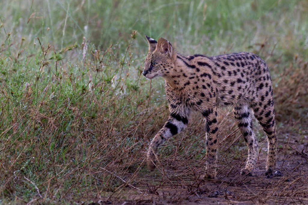 20240401-Serengetti-Z9-8790-NEF-DxO_DeepPRIME XD2-2.