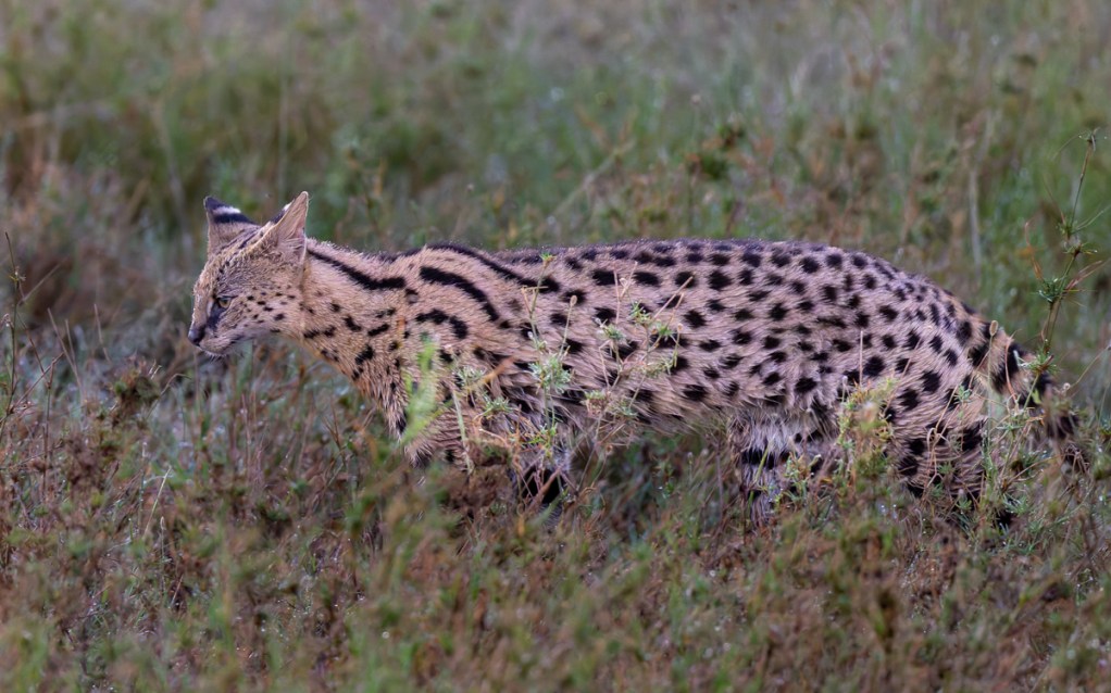 20240401-Serengetti-Z9-8823-NEF-DxO_DeepPRIME XD2-2.