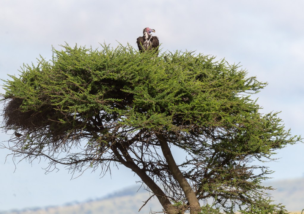 20240401-Serengetti-Z9-9159-NEF-DxO_DeepPRIME XD2.