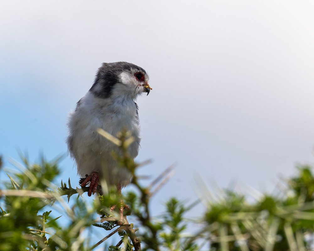 20240401-Serengetti-Z9-9837-NEF-DxO_DeepPRIME XD2.