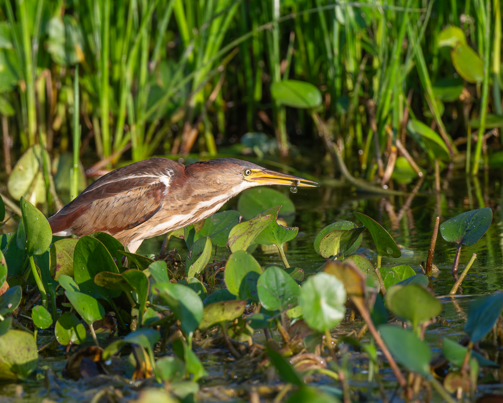 20240524_Apopka_Z8A_5000 NEF DxO XD2 2.