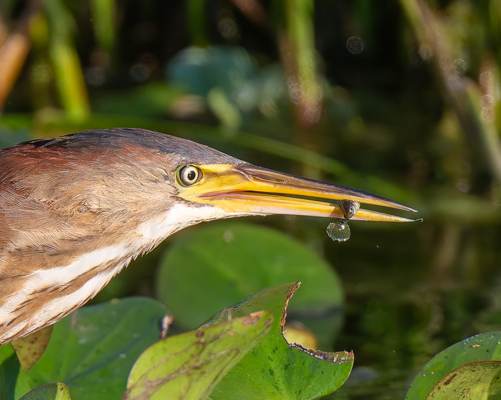 20240524_Apopka_Z8A_5000 NEF DxO XD2.