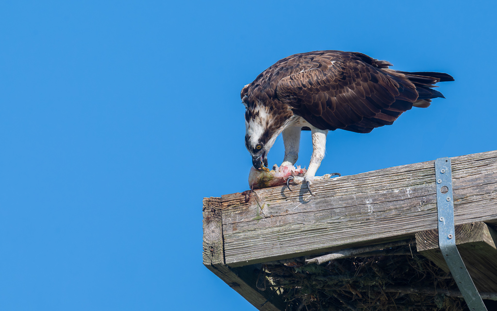 20240524_Apopka_Z8A_5356 NEF DxO XD2.