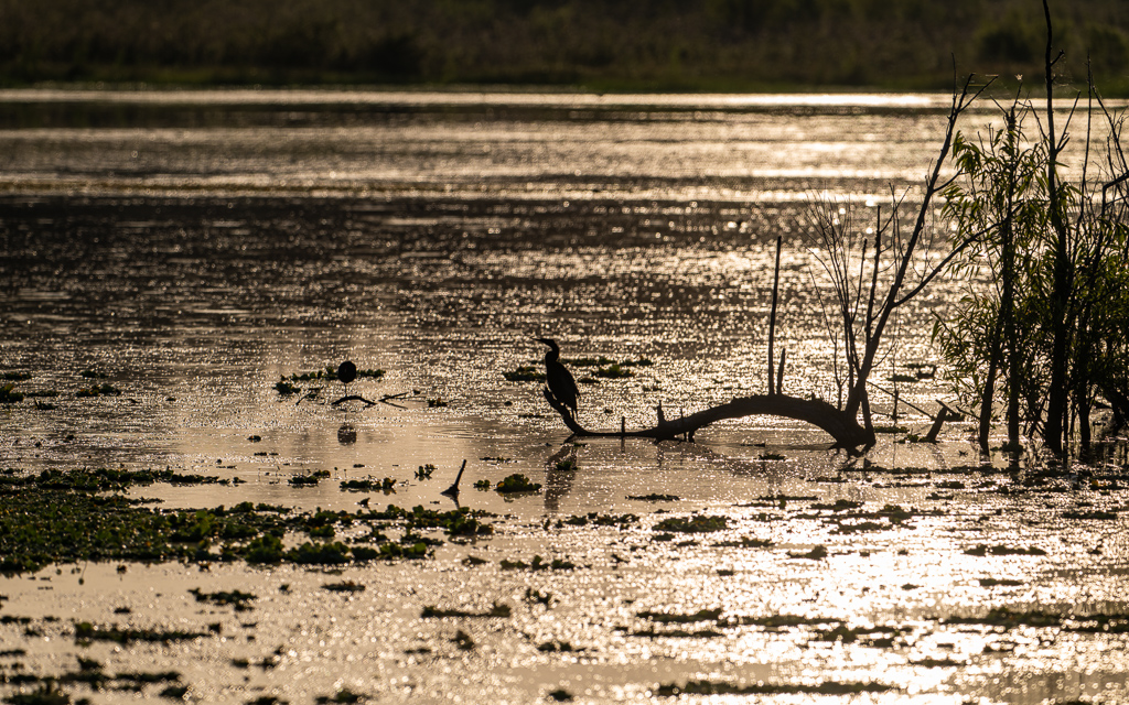 20240524_Apopka_Z8B_0072 NEF DxO XD2.