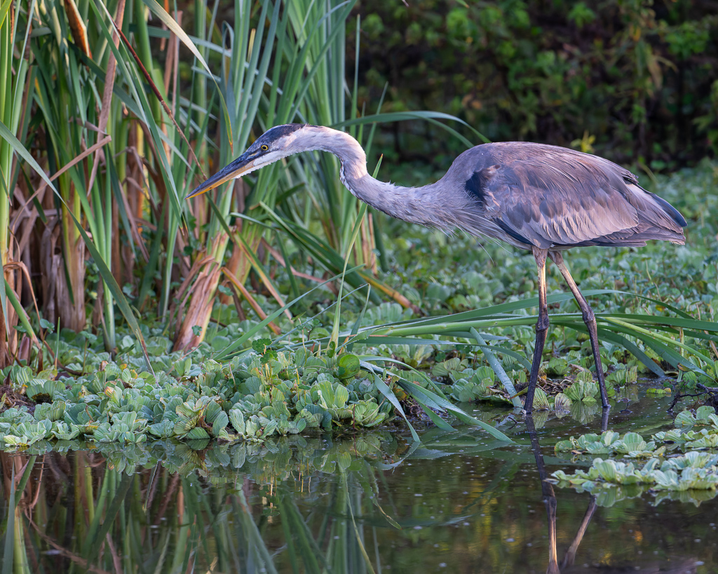 20240524_Apopka_Z8B_0128 NEF DxO XD2.