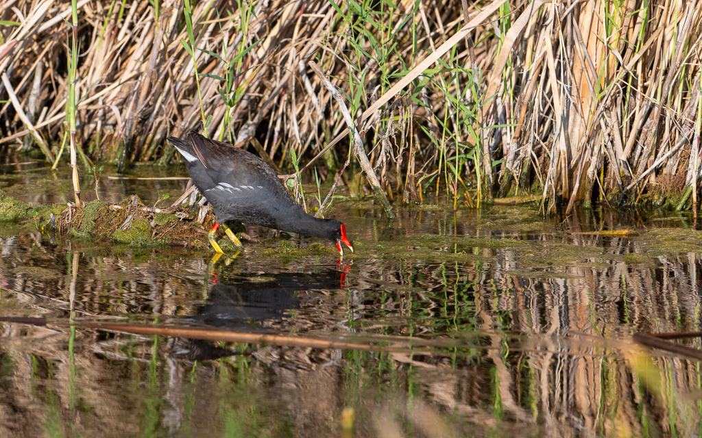 20240524_Apopka_Z8B_0136 NEF DxO XD2.