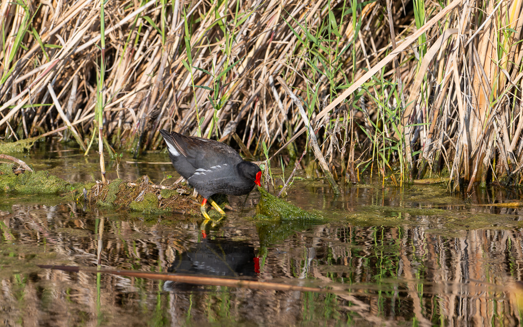 20240524_Apopka_Z8B_0158 NEF DxO XD2.