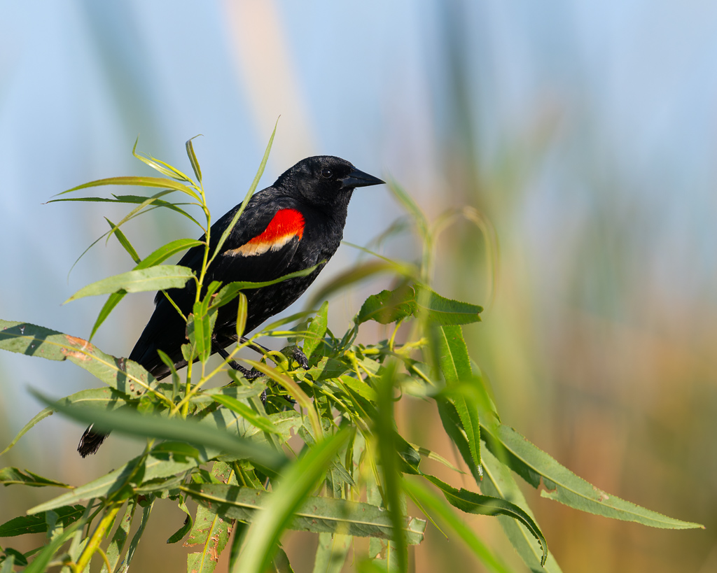 20240524_Apopka_Z8B_0186 NEF DxO XD2.