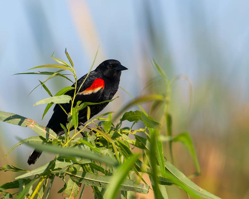 20240524_Apopka_Z8B_0199 NEF DxO XD2.