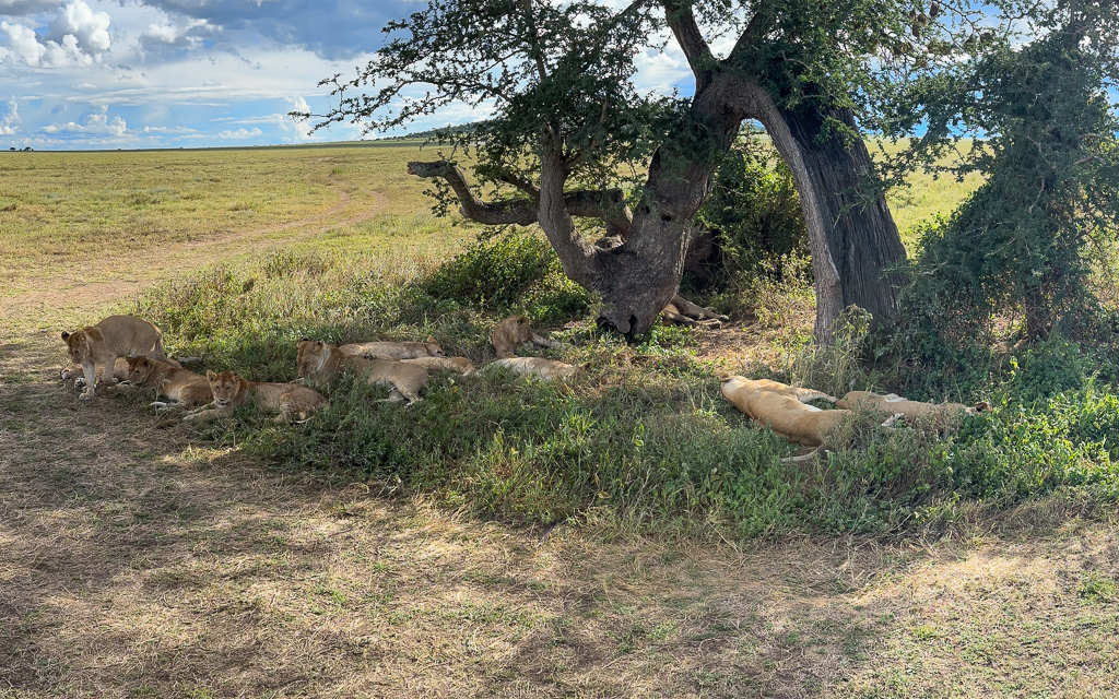 20240401 Serengetti iPhone 4793.