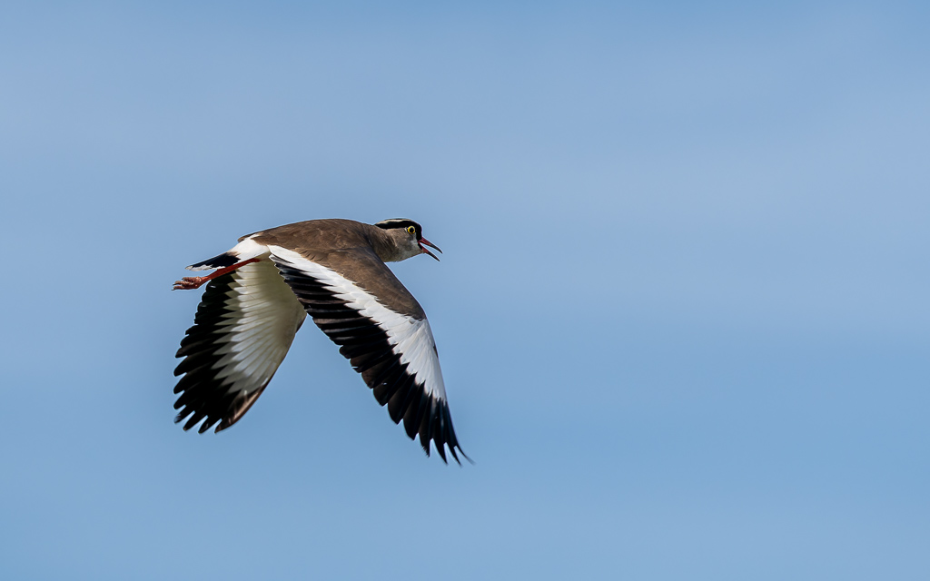 20240401 Serengetti Z8 1511 NEF DxO XD2.