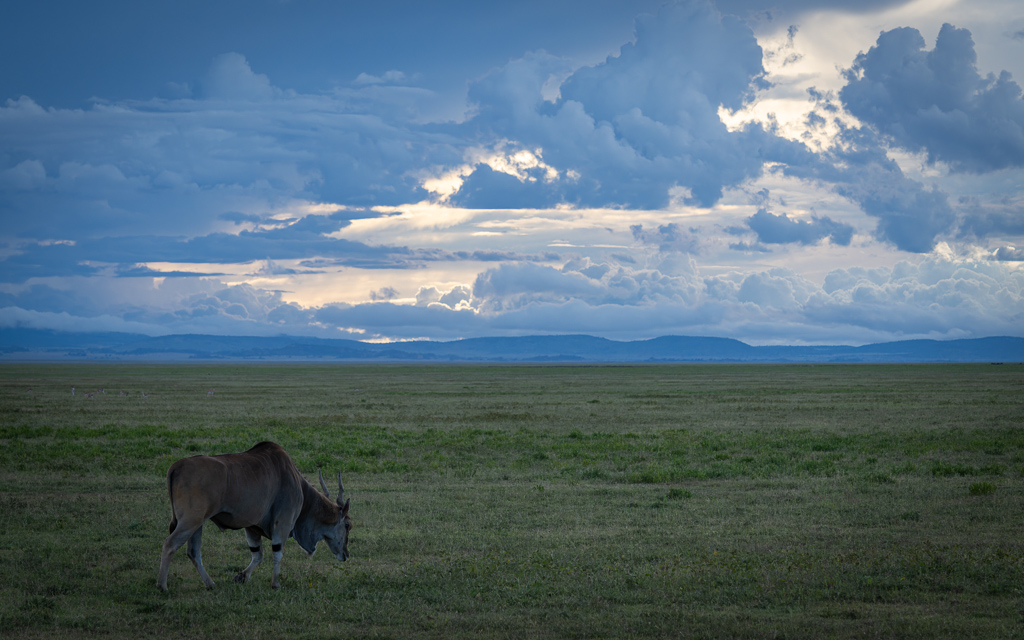 20240401 Serengetti Z8 1617 NEF DxO XD2.