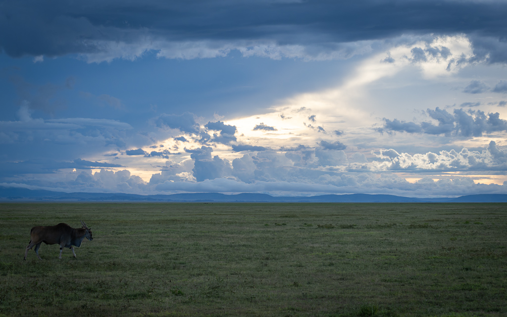 20240401 Serengetti Z8 1752 NEF DxO XD2.