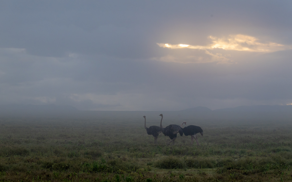 20240401 Serengetti Z8 1887 NEF DxO XD2.