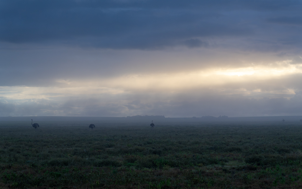 20240401 Serengetti Z8 1977 NEF DxO XD2.