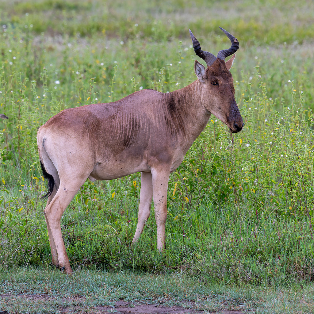 20240401 Serengetti Z8 2035 NEF DxO XD2.