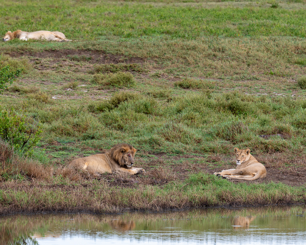 20240401 Serengetti Z8 2123 NEF DxO XD2.