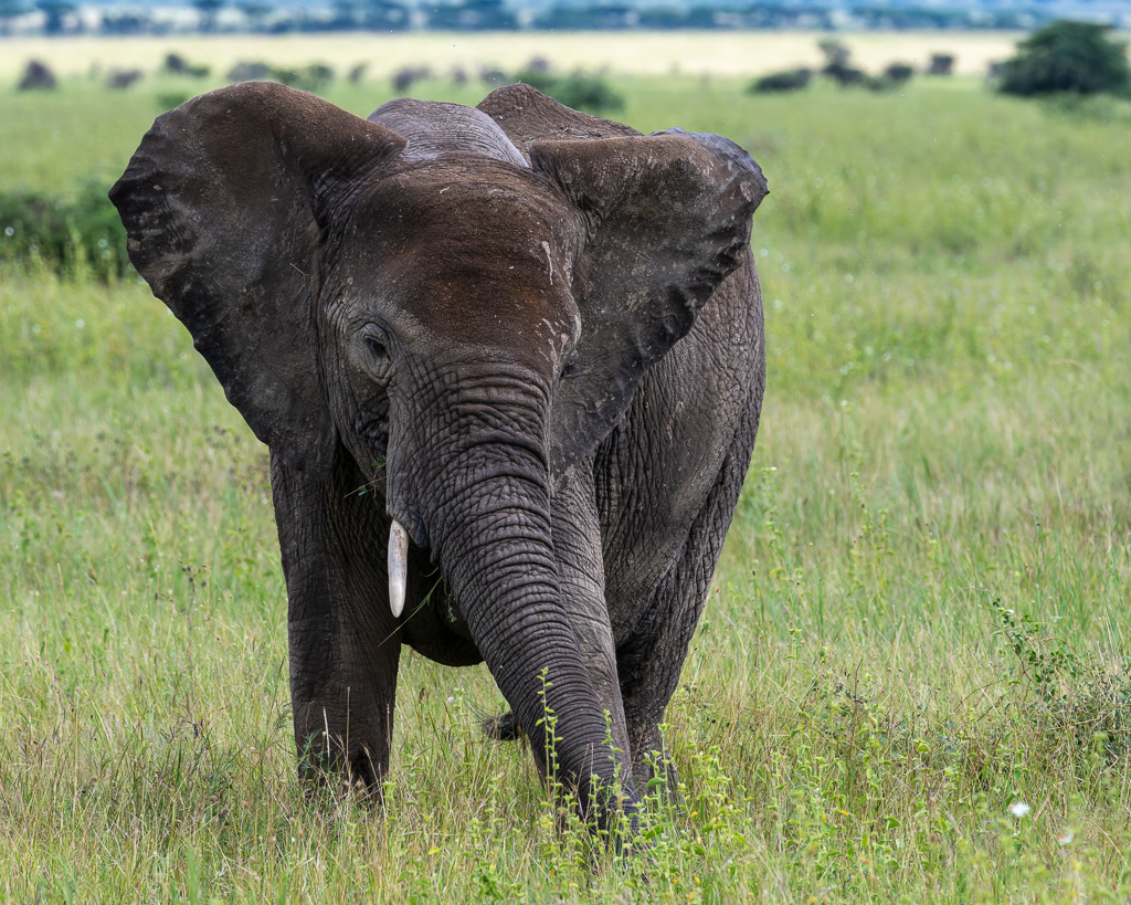 20240401 Serengetti Z8 2443 NEF DxO XD2.