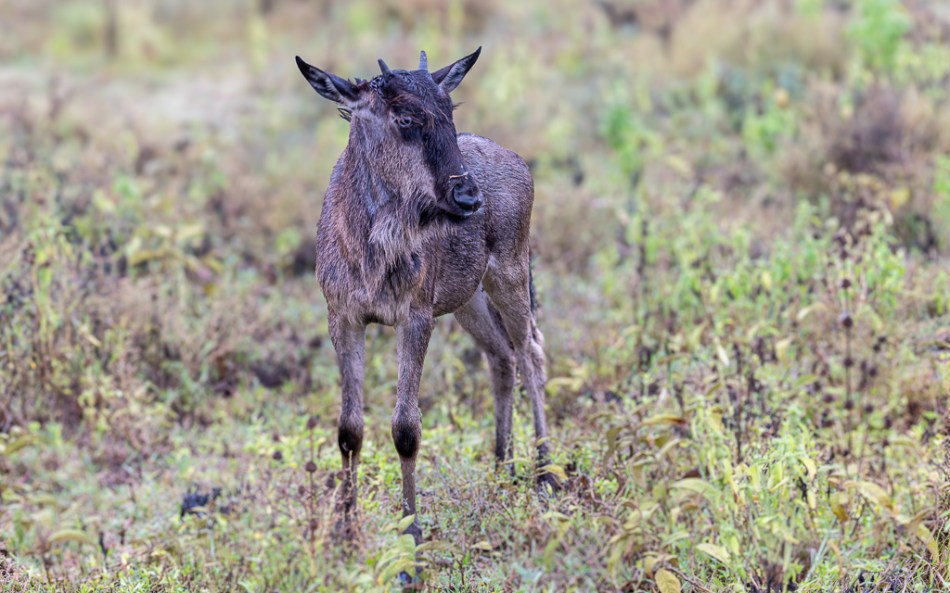 20240401 Serengetti Z8 2884 NEF DxO XD2.