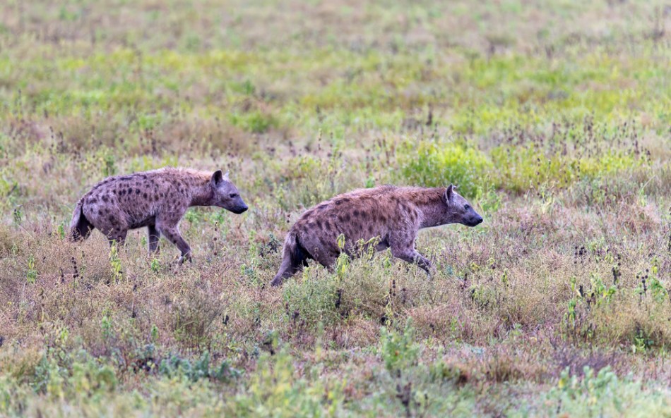 20240401 Serengetti Z8 2906 NEF DxO XD2.