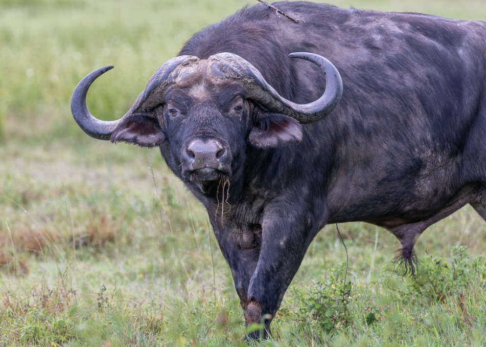 20240401 Serengetti Z8 3036 NEF DxO XD2.