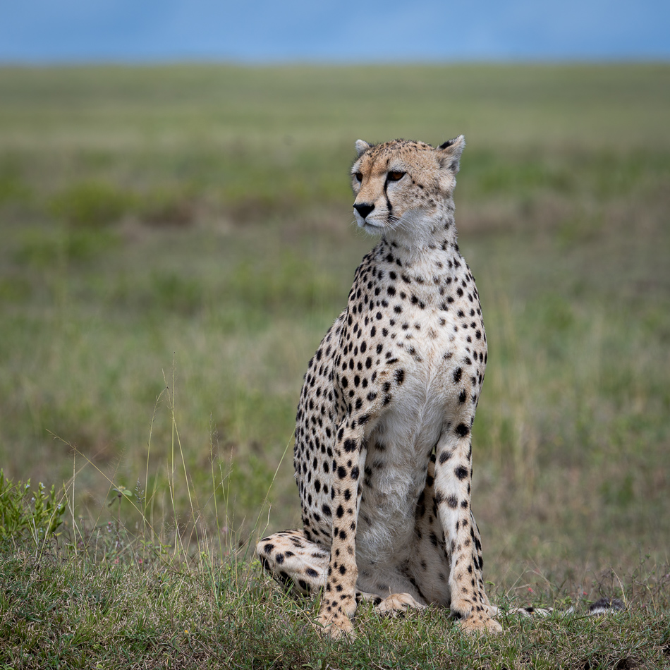 20240401 Serengetti Z8 3344 NEF DxO XD2 2.