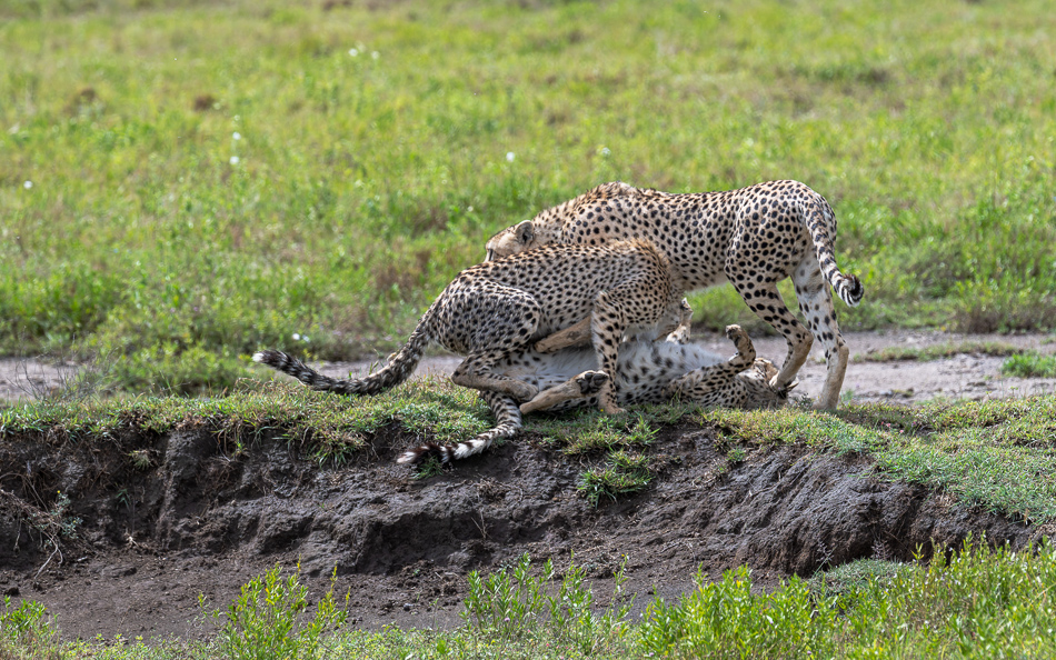 20240401 Serengetti Z8 3373 NEF DxO XD2 2.