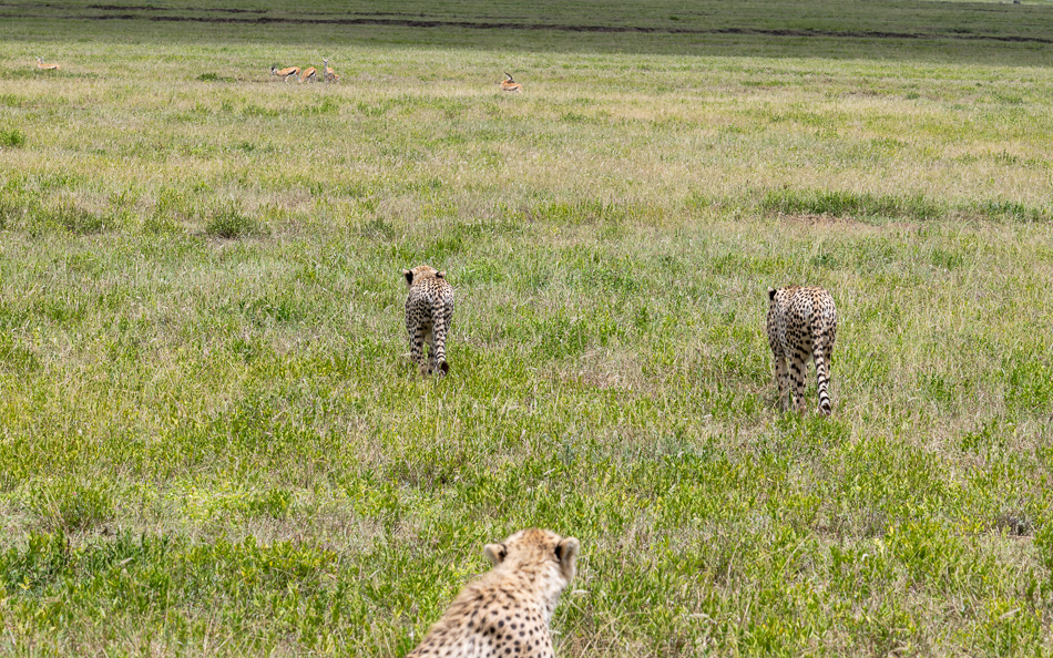 20240401 Serengetti Z8 3608 NEF DxO XD2 2.