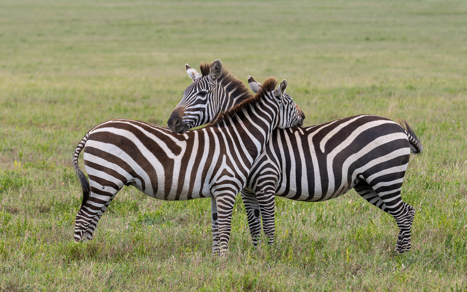 20240401 Serengetti Z8 3652 NEF DxO XD2 2.